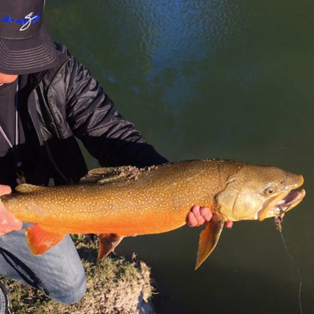 Baby White Spake Trout