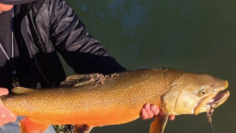 Baby White Spake Trout