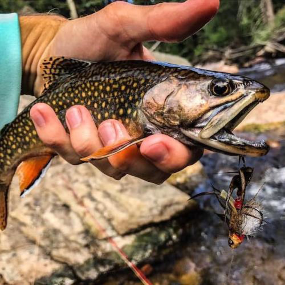 Baby Whitey Brookie