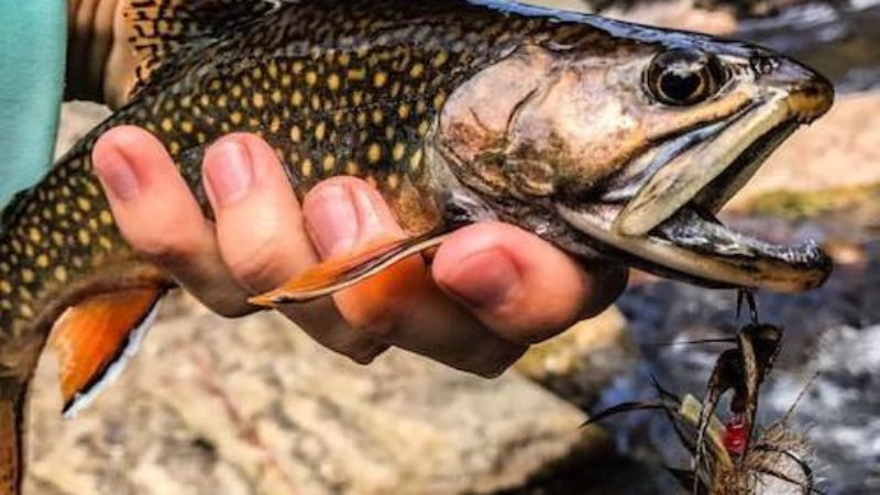 Baby Whitey Brookie