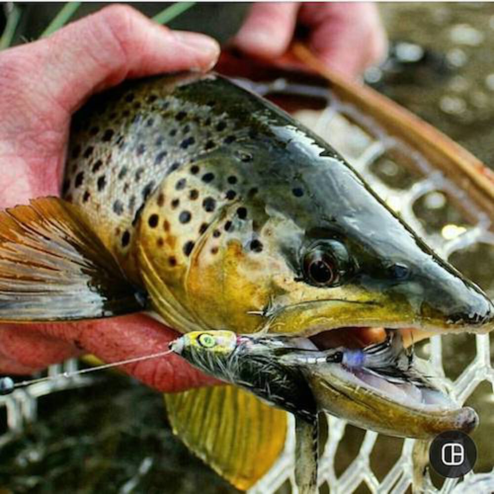 Baby Whitey Brown Trout Success