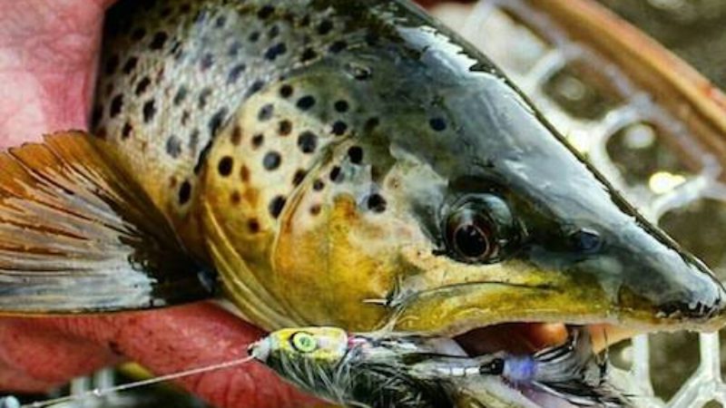 Baby Whitey Brown Trout Success