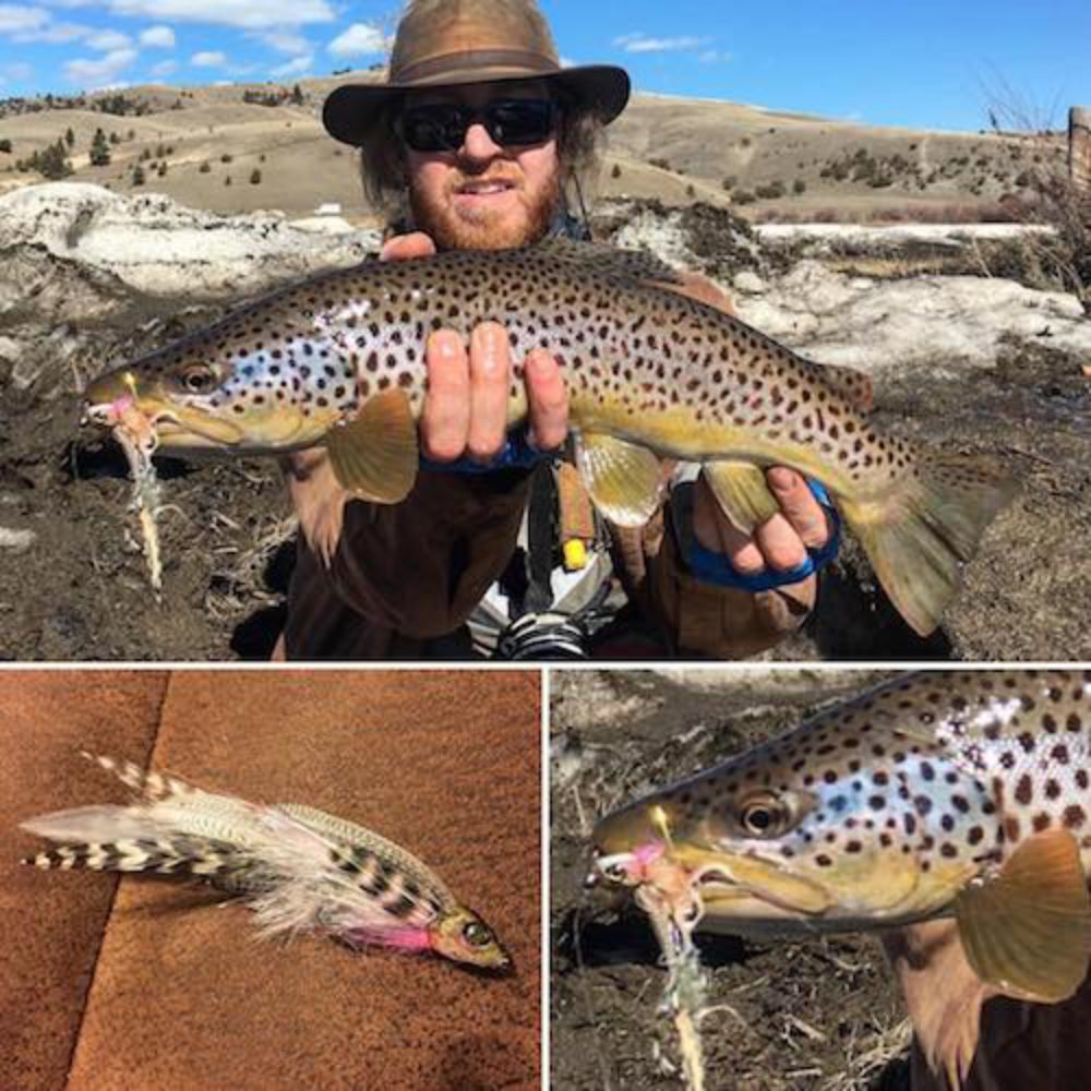 Baby Whitey German Brown Trout