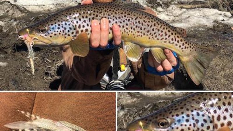 Baby Whitey German Brown Trout