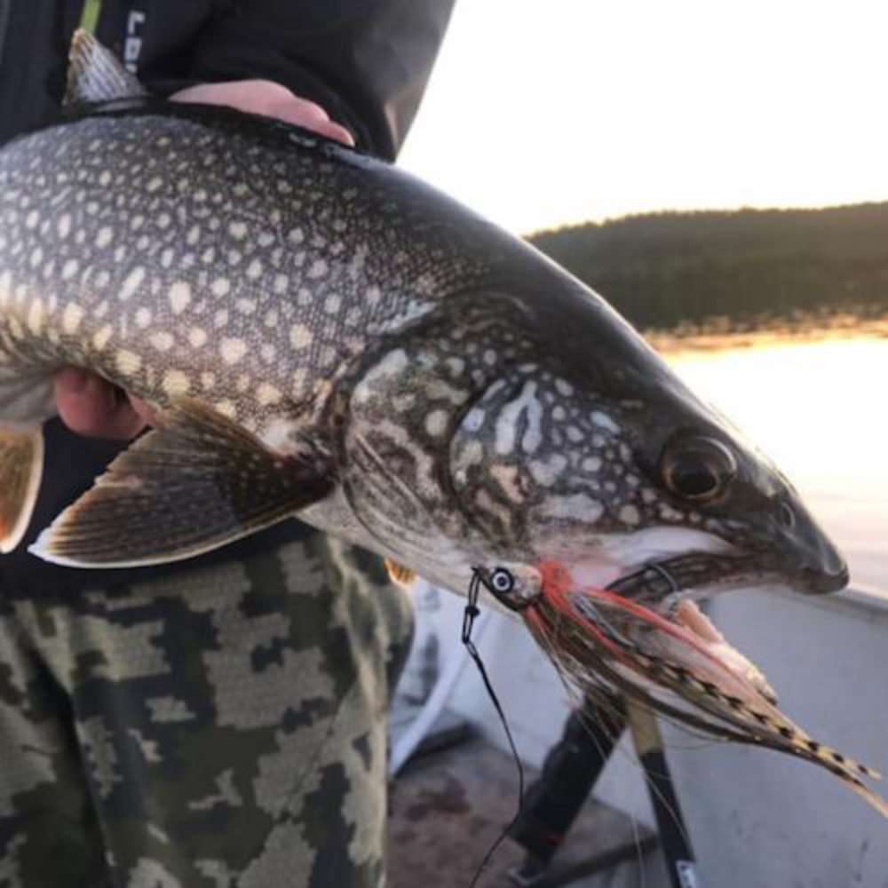 Baby Whitey Lake Trout