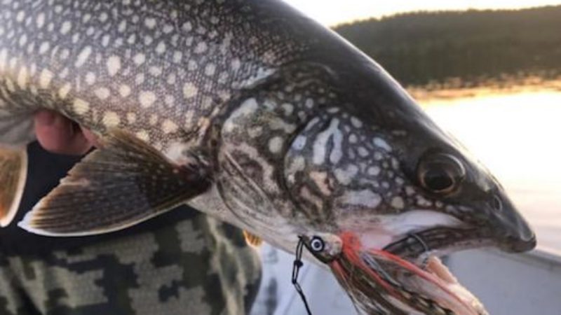 Baby Whitey Lake Trout
