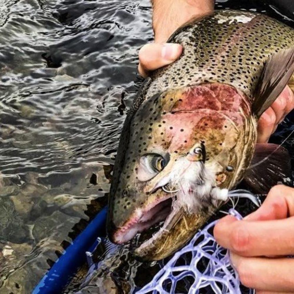 Baby Whitey Rainbow Trout Success