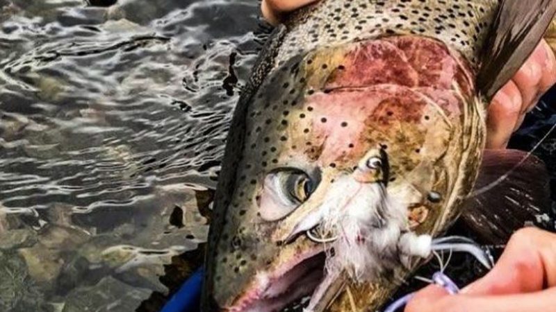Baby Whitey Rainbow Trout Success