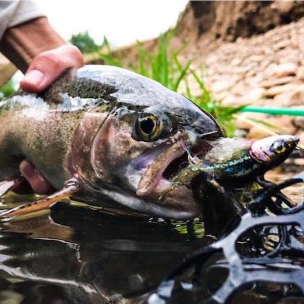 Baby Whitey Rainbow Trout Treasure