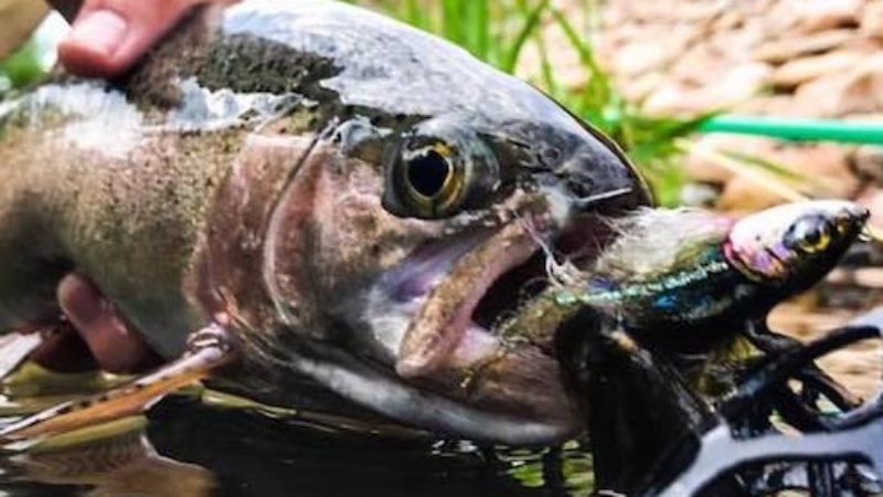 Baby Whitey Rainbow Trout Treasure