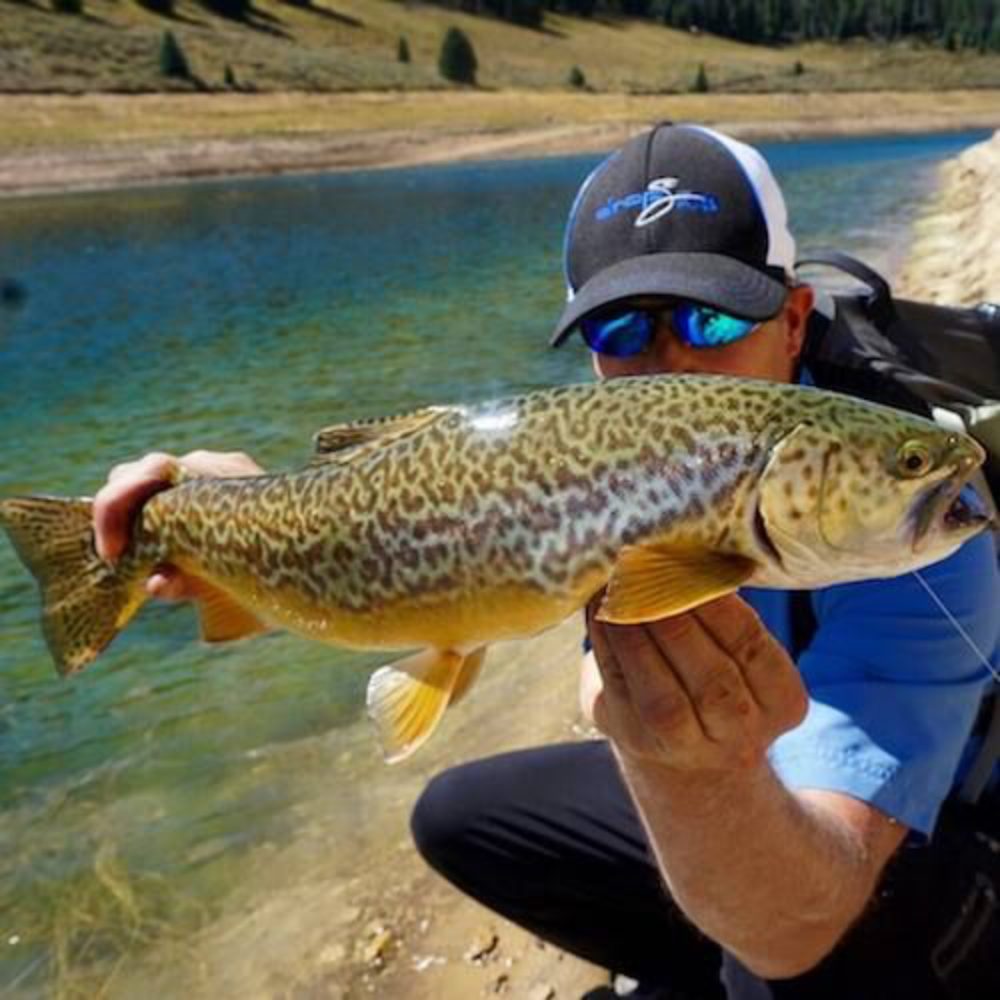 Baby Whitey Tiger Trout Success