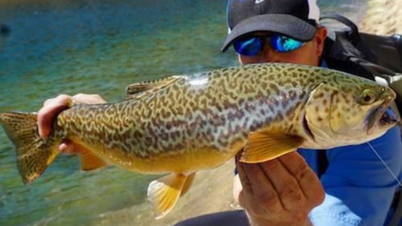 Baby Whitey Tiger Trout Success