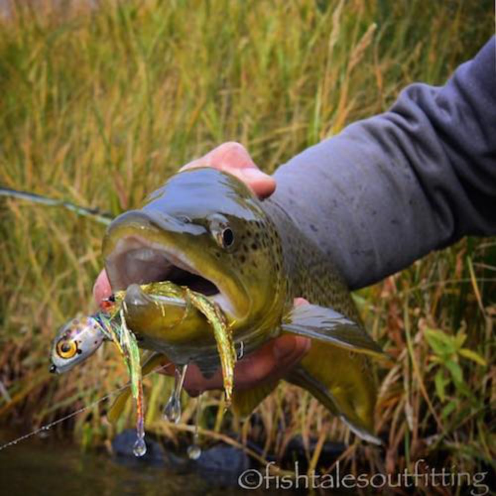 Fingerbling Brown Trout Success