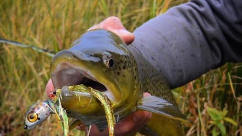 Fingerbling Brown Trout Success