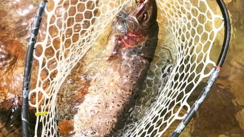 Fingerbling Netted Trout