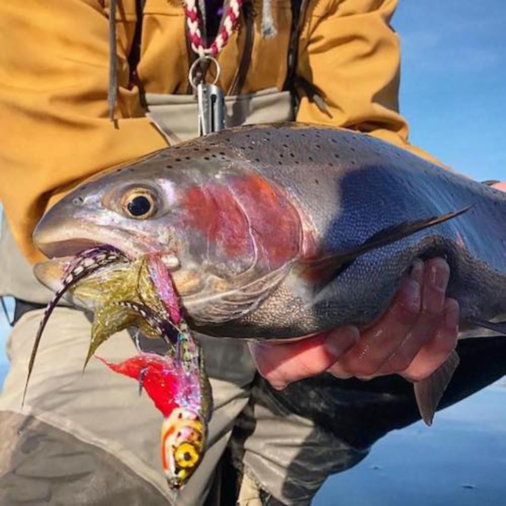 Fingerbling Rainbow Trout