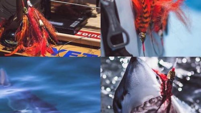 Fingerbling Shark Catch