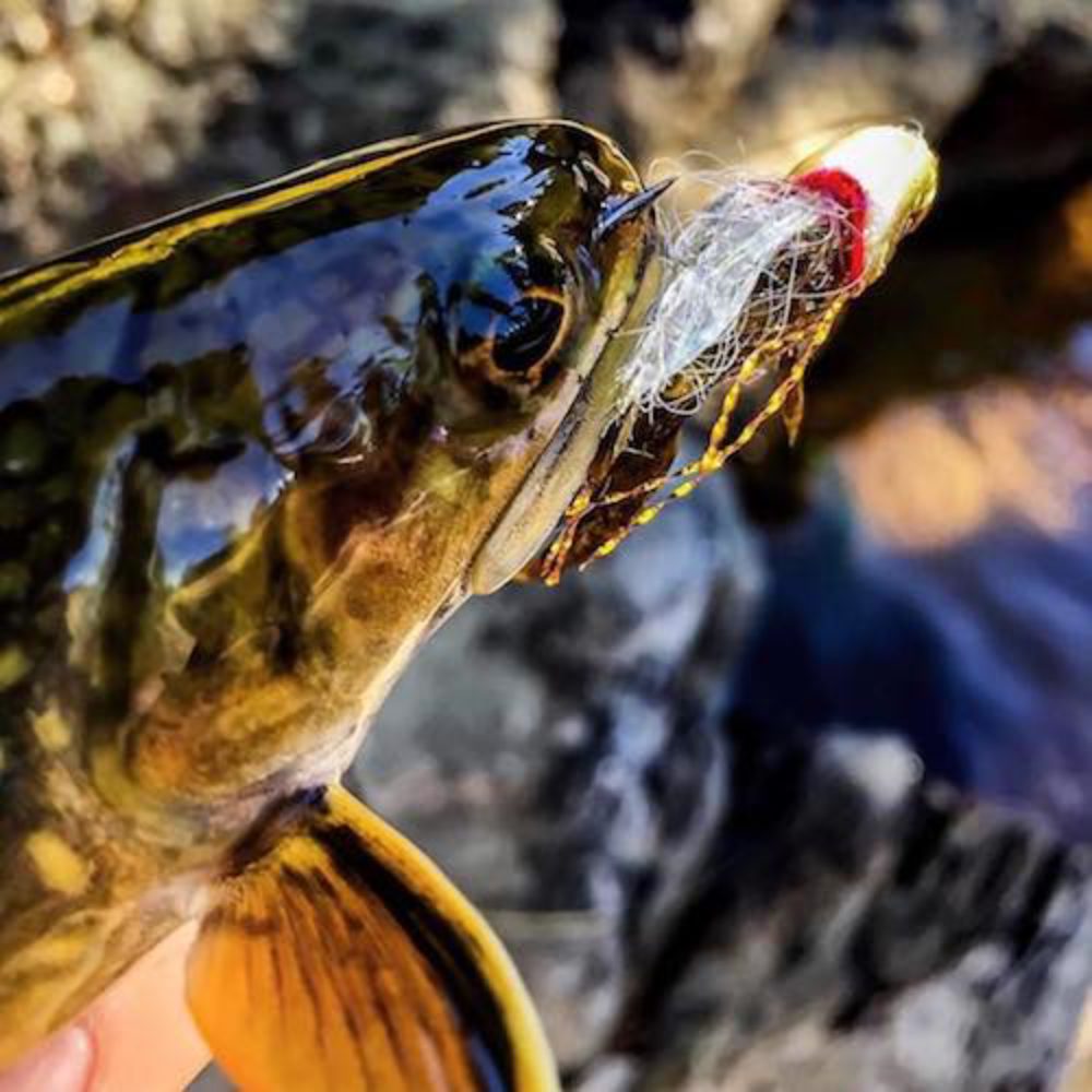 Pin Head Brook Trout