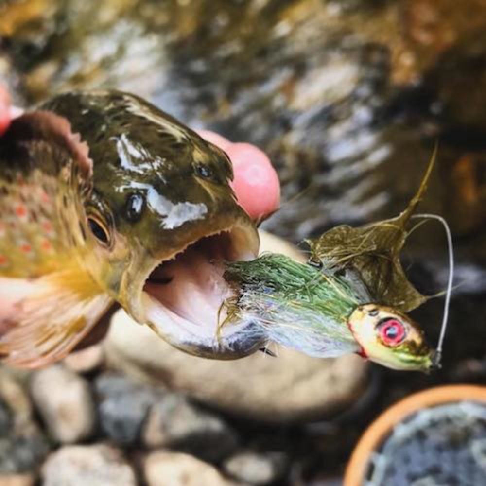 Pin Head Small Mouth Bass