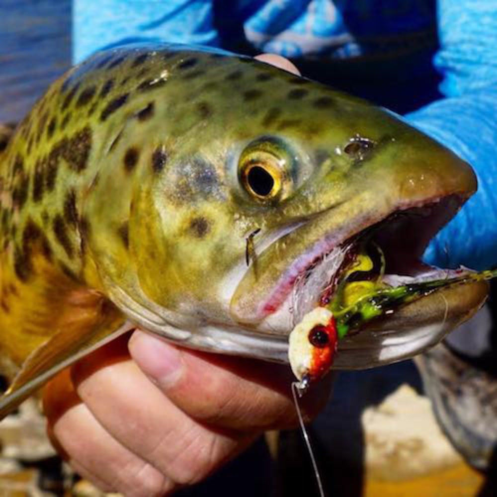 Pin Head Tiger Trout