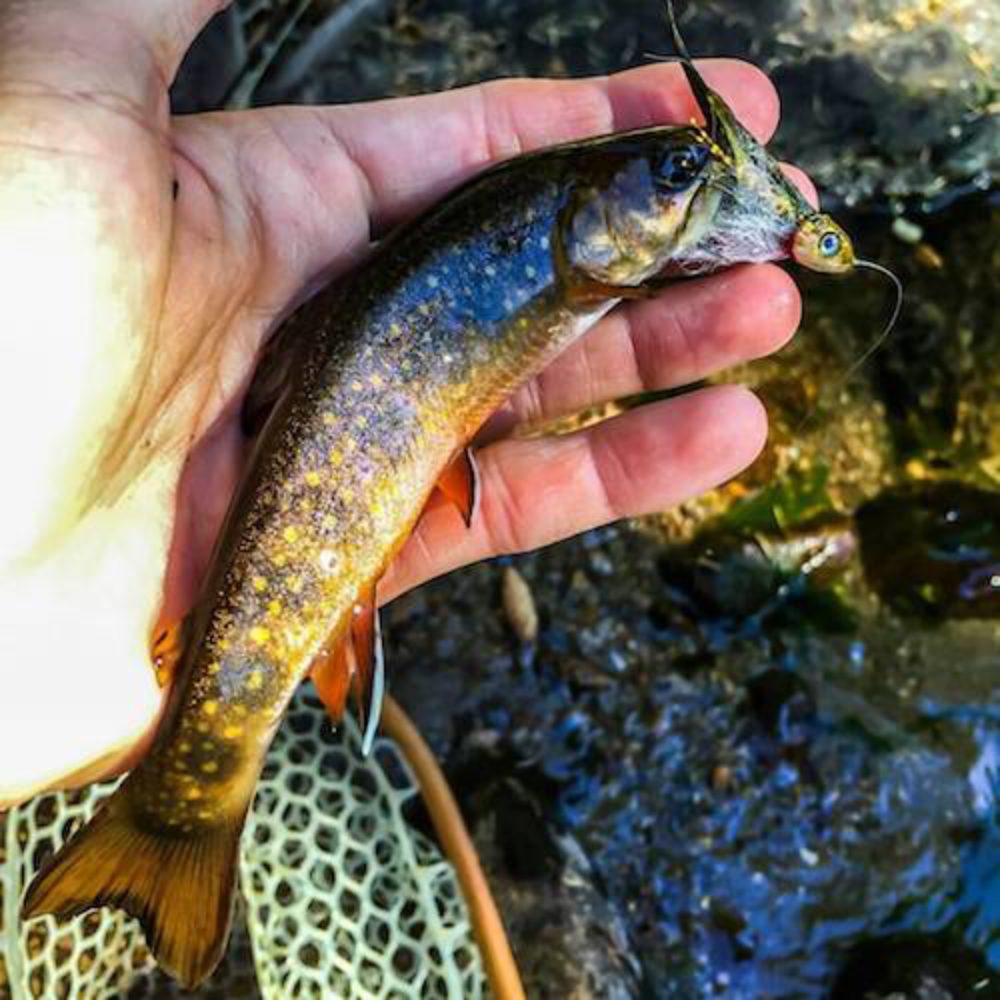 Pinhead Beatiful Brook Trout