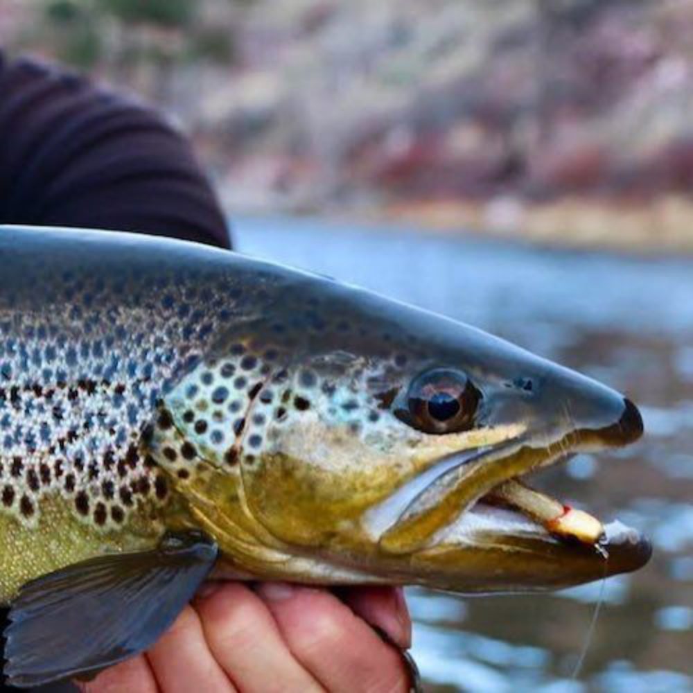 Pinhead Brown Trout Catch