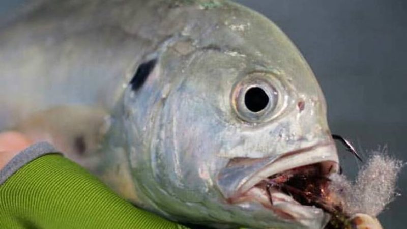 Salt Water Jack Baby Whitey