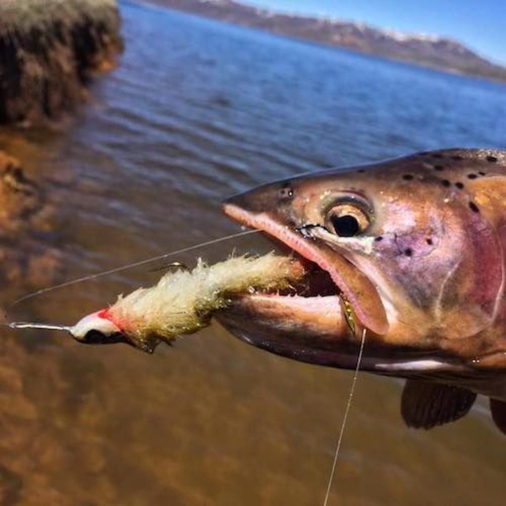 Zipstick Streamer Trout