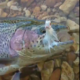 Beautiful Rainbow Caught by Jeff DuClos with the Dropjaw Hybrid