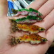 Fly Tying Friday 3.2.18