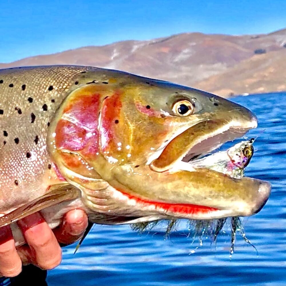 juvenile trout streamer