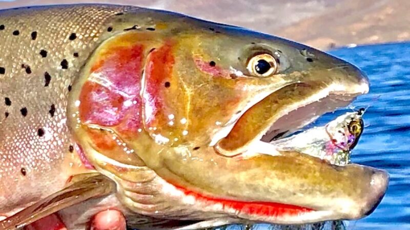 juvenile trout streamer