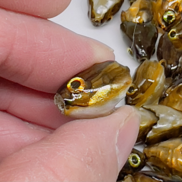 Medium Sculpin Head